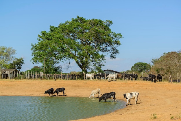 Cattle drinking water in a small lake in the caatinga biome in exu pernambuco brazil