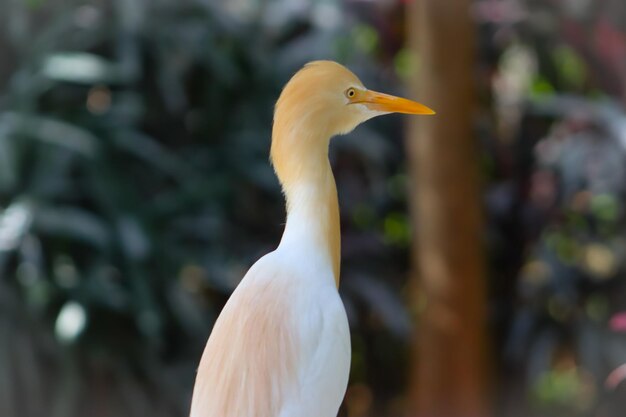 Cattle Egret Bird Cute Closeup Head