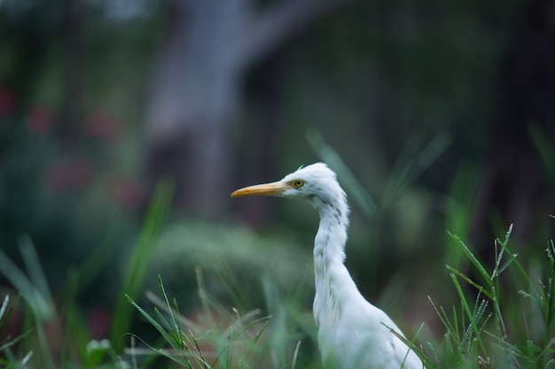 Cattle Egret or  bubulcus Ibis in its natural environment in public park in Hyderabad India