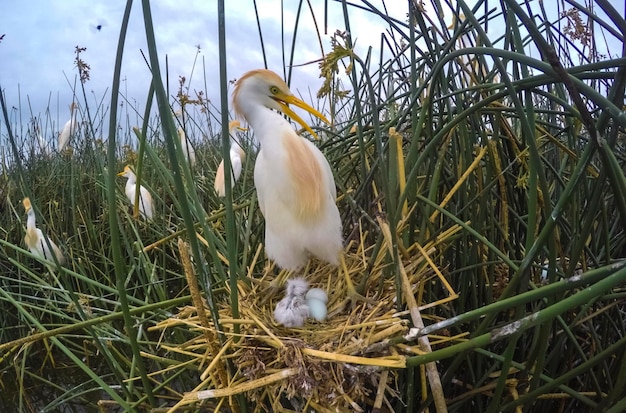 Фото Говядина эгрет bubulcus ibis гнездо ла-пампа провинция патагония аргентина