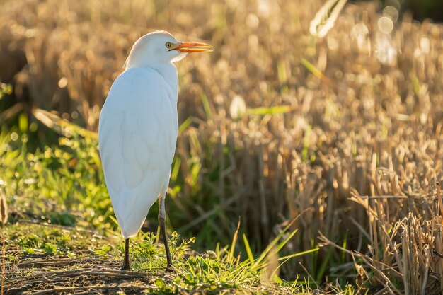 발렌시아 자연 공원, 발렌시아, 스페인의 Albufera에서 쌀 필드에 일출 가축 백로 (bubulcus ibis).