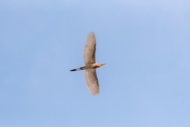 空を飛んでいるアマサギ