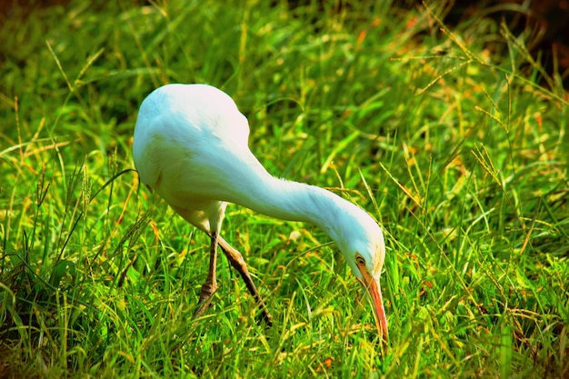 Cattle egret in the garden in its natural habitat