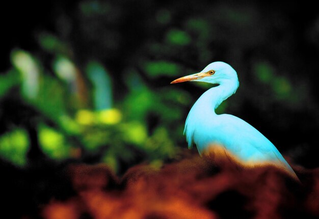 Cattle egret in the garden in its natural habitat