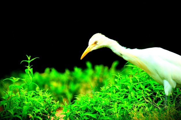 Cattle egret in the garden in its natural habitat