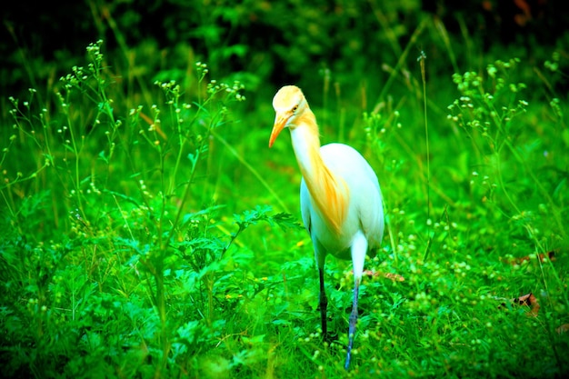 Cattle egret in the garden in its natural habitat