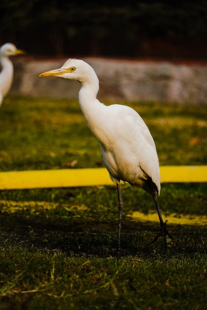 Cattle Egret on green grass field