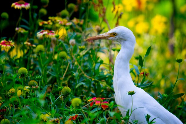 Cattle Egret or Heron known as bubulcus Ibis Standing Firmly near the plants for insects and pests