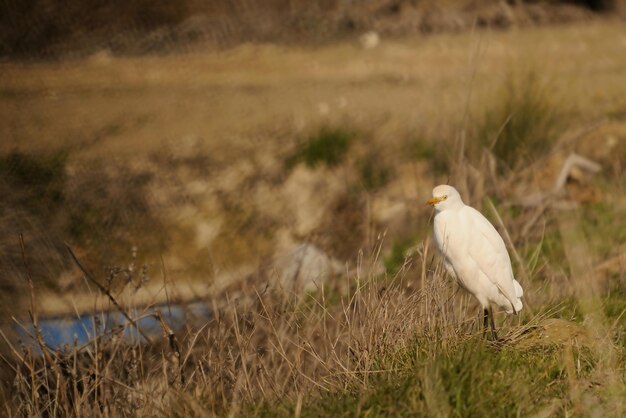 The cattle egret is a species of the ardeidae family