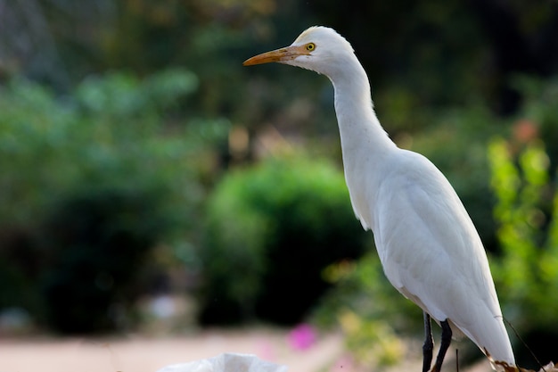 Cattle Egret in its Natural Habitat