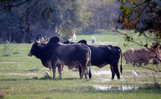 Photo cattle egret in keoladeo national park india