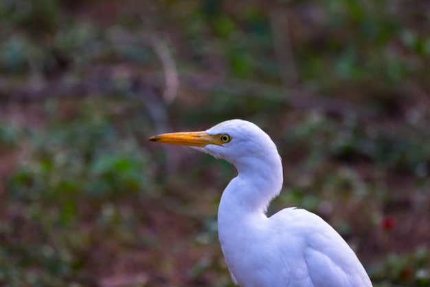 Cattle Egret or known as the bubulcus Ibis Standing Firmly near the plants for insects and pest