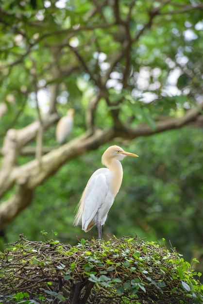 Cattle egret nesting on top of a tree