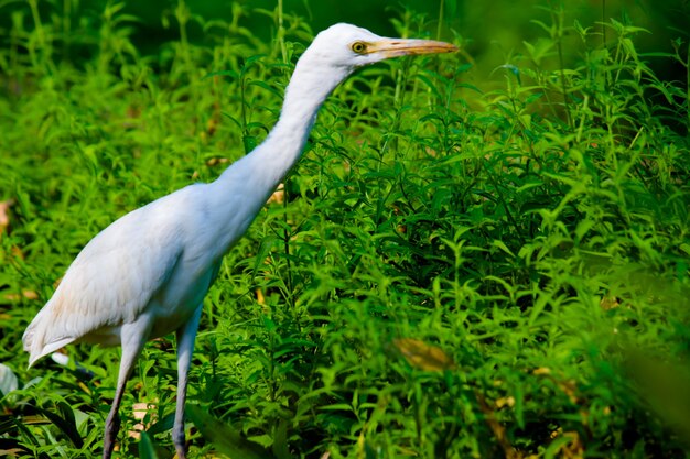 昆虫や害虫のために植物の近くにしっかりと立っているアマサギまたはサギとして知られているサギ