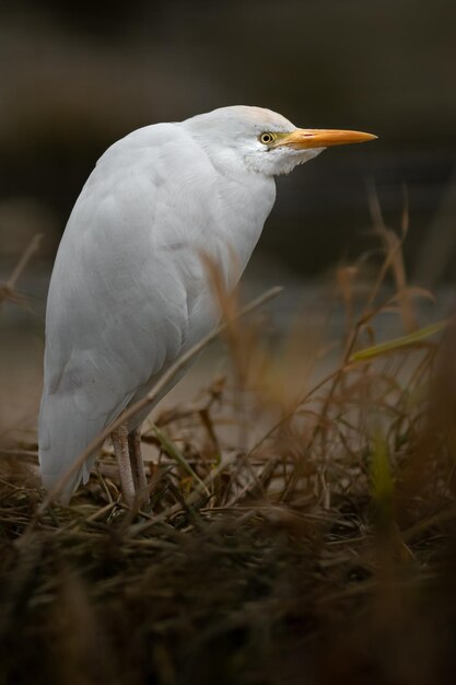 Cattle egret