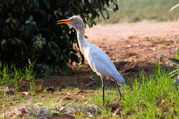 Cattle Egret