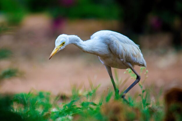 Cattle Egret