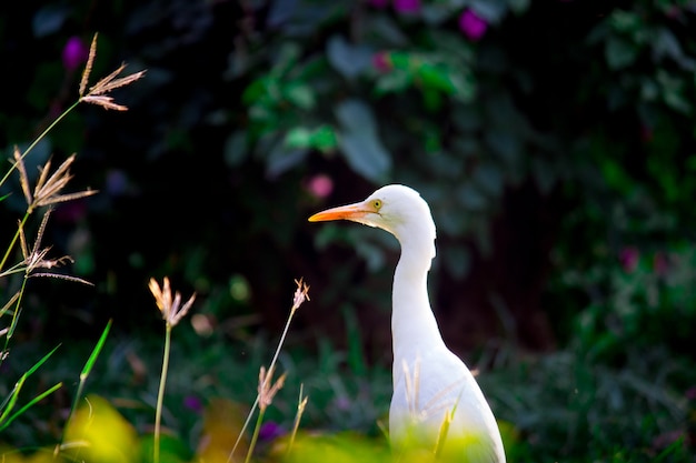 Cattle Egret