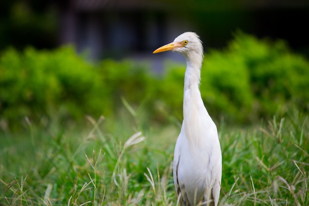 Cattle Egret