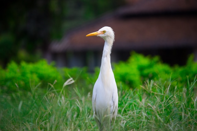 Cattle Egret