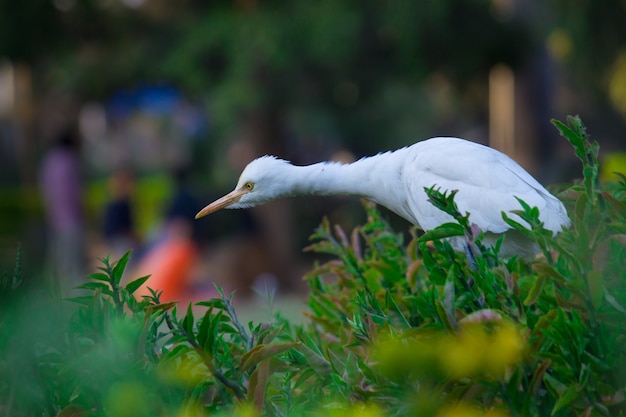 Cattle Egret