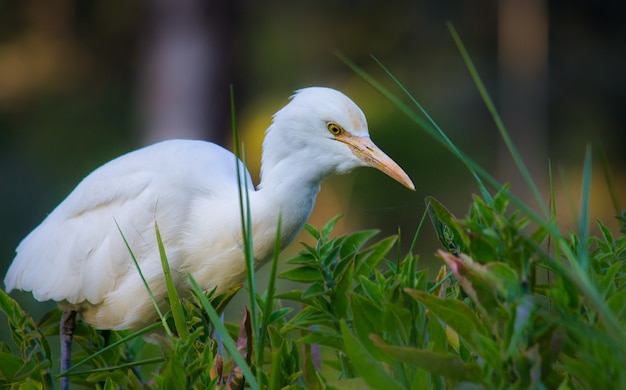 Cattle Egret