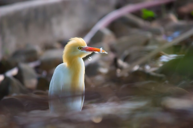 Cattle egret