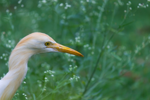 Cattle Egret