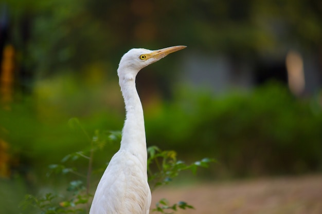 Cattle egret