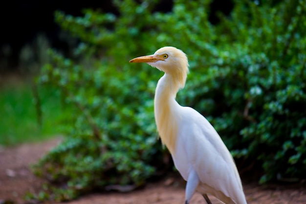 Cattle Egret