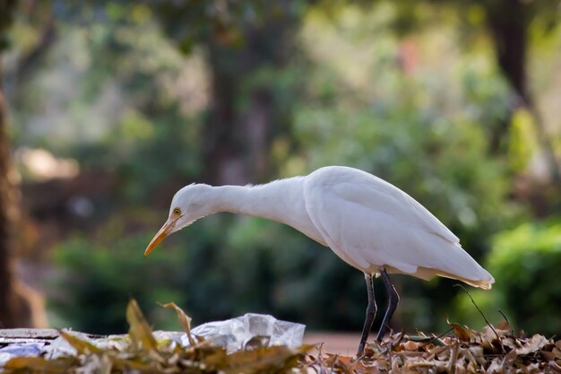 Cattle Egret