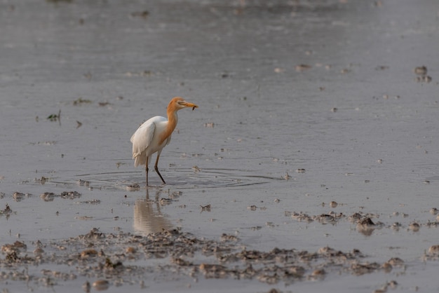 Cattle egrets stay in the fields for food, rest and fly