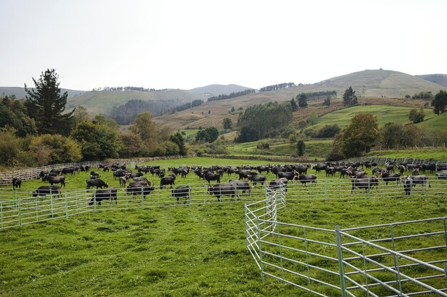 Cattle fair in carmona cantabria spain cattle of the tudanca\
breed and wooden handicrafts