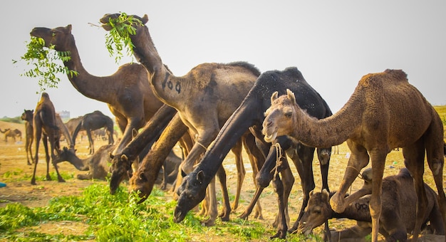 Cattle fair in Pushkar Ajmer Rajasthan