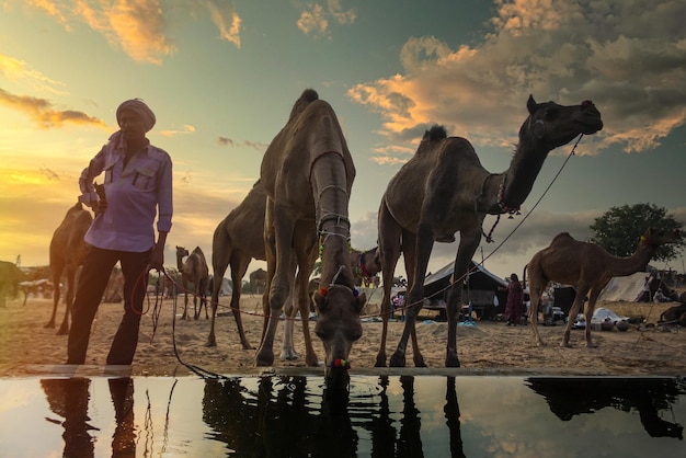 Fiera del bestiame a pushkar ajmer rajasthan