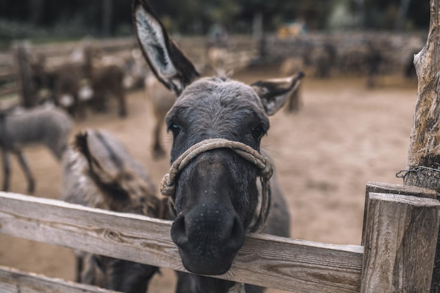 Cattle-farm. Cute donkeys at the cattle farm