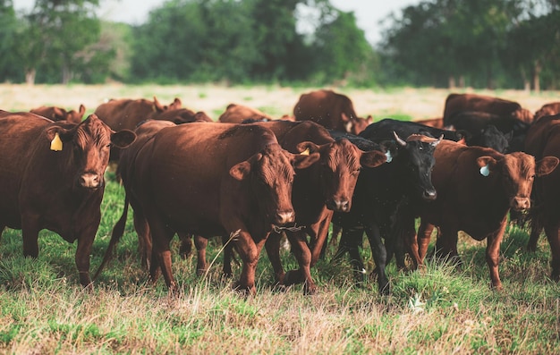 Ферма крупного рогатого скота Farming Ranch Коровы Ангус и Герефорд