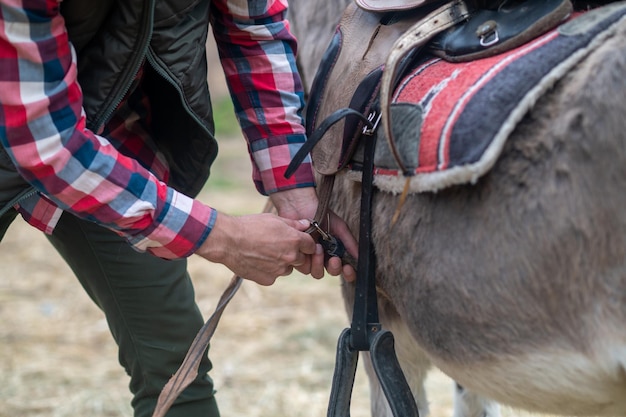 Cattle-farm. A man in plaid shirt working on cattle-farm