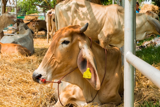 Cattle farm in Thailand