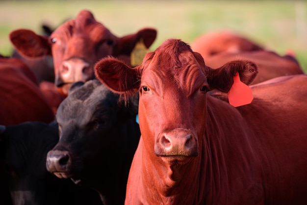 畜産育種牛乳と肉の生産コンセプト