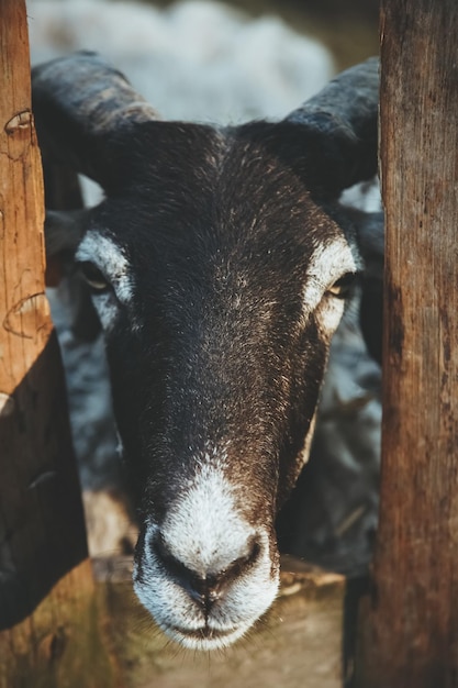 Cattle farming curious sheep natural household