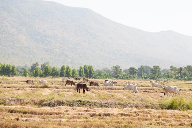 Cattle feeding grass