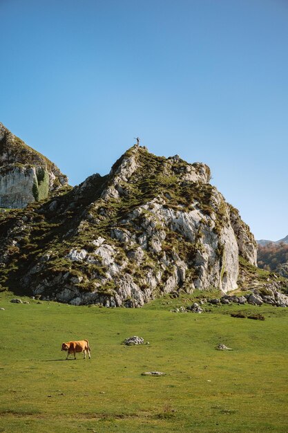 Cattle on field against mountain