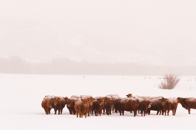 Cattle in the field covered with fresh snow.