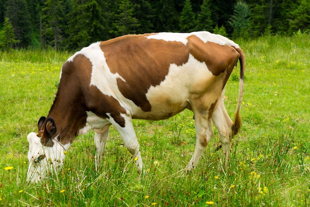 Bestiame in un campo highland rize turchia