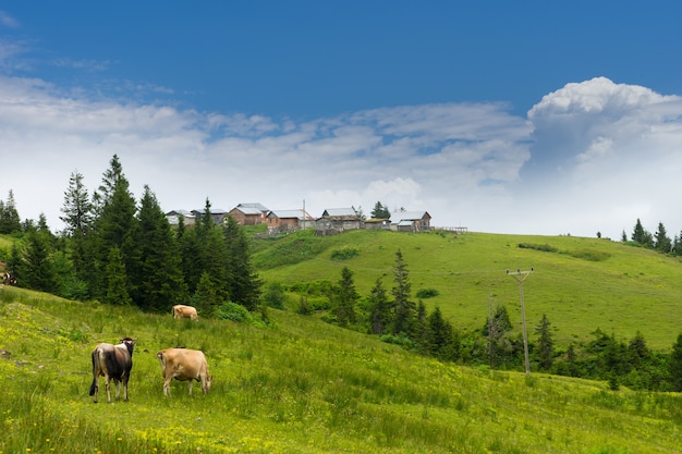 Cattle on a Field Highland Rize Turkey