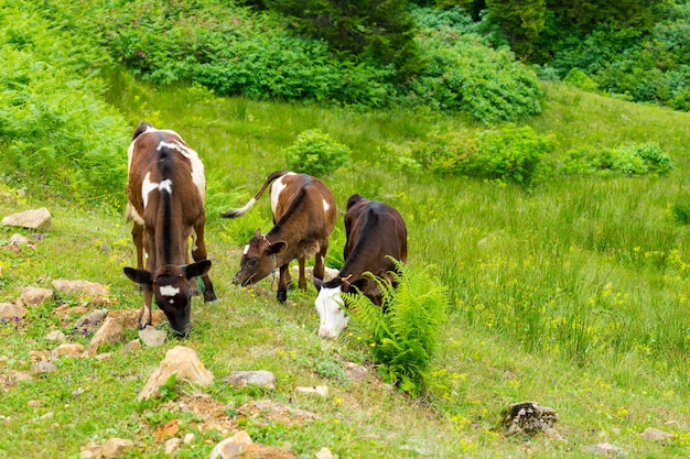 Cattle on a Field Highland Rize Turkey