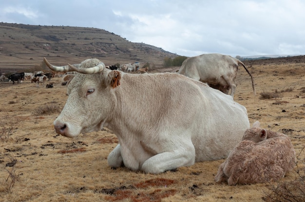 Cattle in the field with a cow and her calf resting