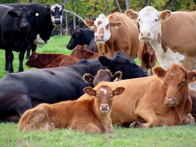 Cattle on field