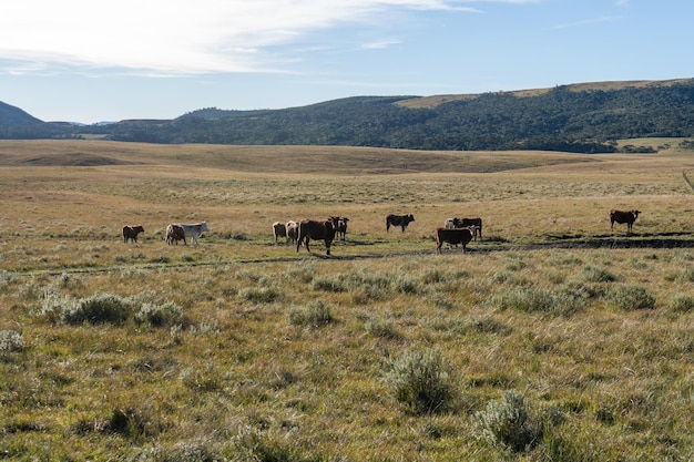 Photo cattle in a field